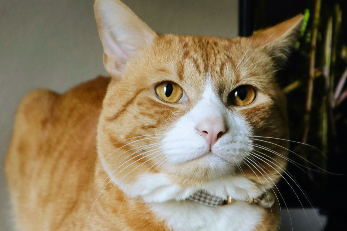 Close-up of a fluffy grey cat with striking blue eyes, representing Moraine Grove Veterinary Clinic.